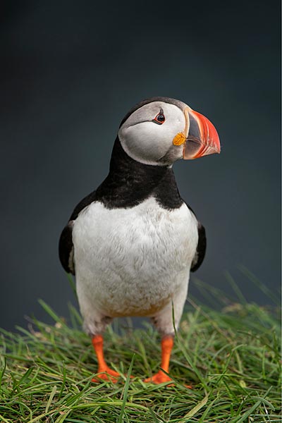 Photographe animalier
