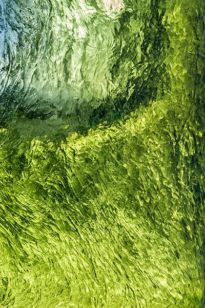 Macrophotographie de la Chartreuse verte